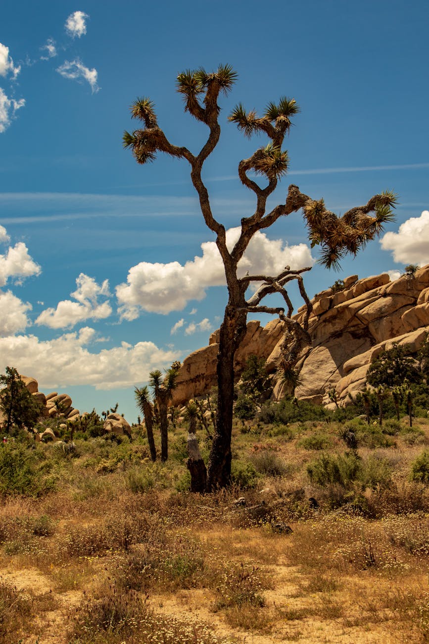 Image of California Joshua Tree. Photo by Dalton Douglas on Pexels.com