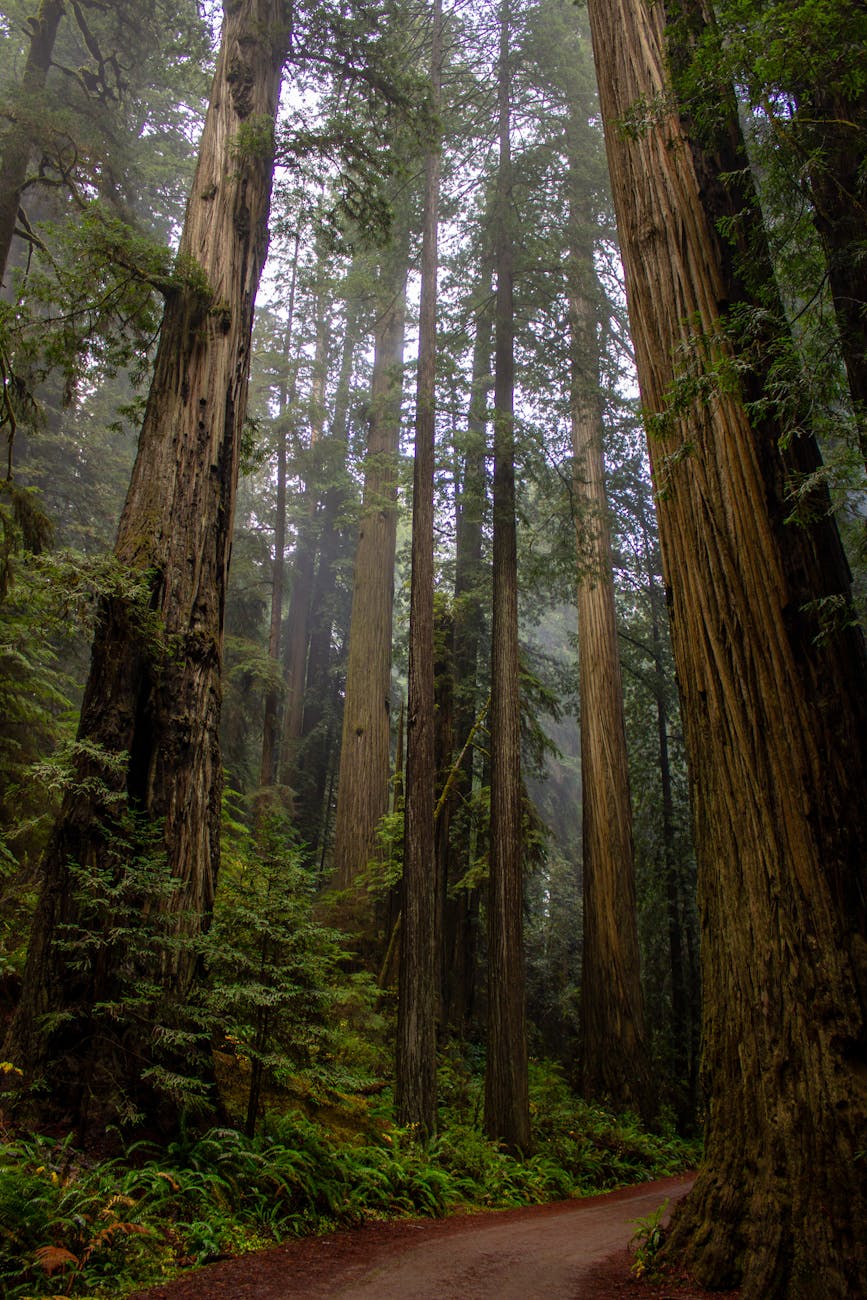 Image of California Redwoods. Photo by Mike Krejci on Pexels.com