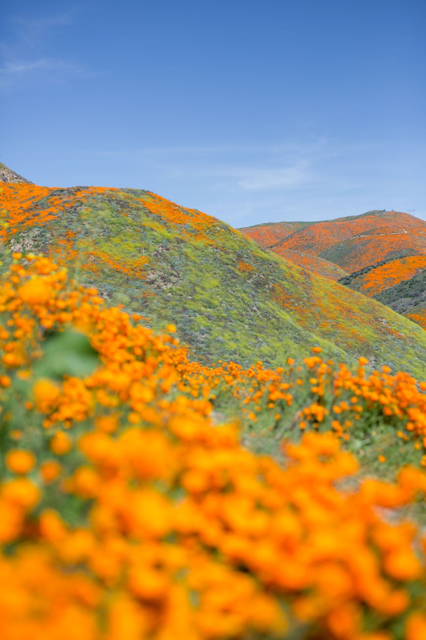 Image of California Poppies in bloom. Photo by Angelica Reyn on Pexels.com